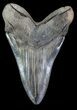 Serrated, Megalodon Tooth - Colorful Enamel #66191-2